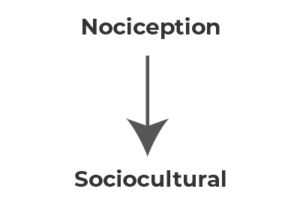 nociception